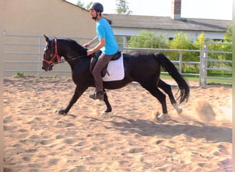 Warmblood polaco, Caballo castrado, 4 años, 155 cm, Castaño oscuro