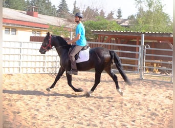 Warmblood polaco, Caballo castrado, 4 años, 155 cm, Castaño oscuro