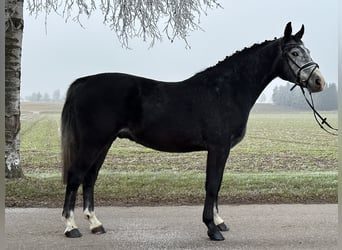 Warmblood polaco, Caballo castrado, 4 años, 157 cm