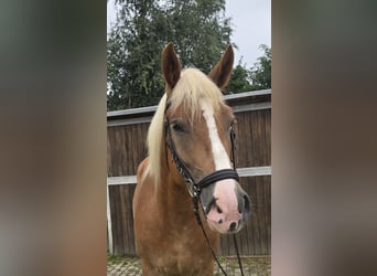 Warmblood polaco Mestizo, Caballo castrado, 4 años, 158 cm, Alazán