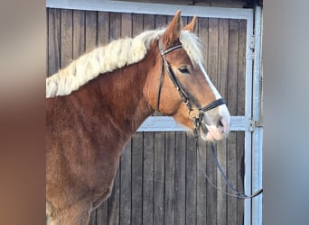 Warmblood polaco Mestizo, Caballo castrado, 4 años, 158 cm, Alazán