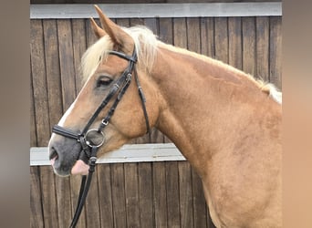 Warmblood polaco Mestizo, Caballo castrado, 4 años, 158 cm, Alazán