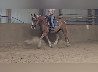 Warmblood polaco Mestizo, Caballo castrado, 4 años, 158 cm, Alazán