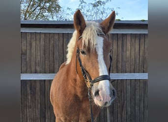 Warmblood polaco Mestizo, Caballo castrado, 4 años, 158 cm, Alazán