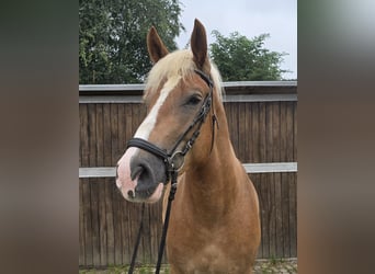 Warmblood polaco Mestizo, Caballo castrado, 4 años, 158 cm, Alazán