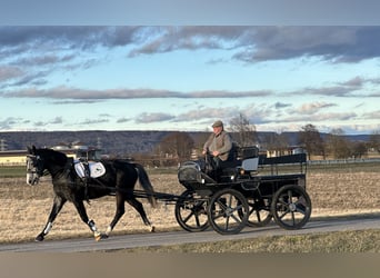 Warmblood polaco, Caballo castrado, 4 años, 160 cm, Tordillo negro