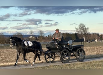 Warmblood polaco, Caballo castrado, 4 años, 160 cm, Tordillo negro