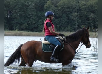 Warmblood polaco, Caballo castrado, 4 años, 162 cm, Castaño