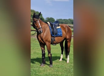 Warmblood polaco, Caballo castrado, 4 años, 165 cm, Castaño