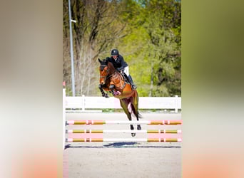Warmblood polaco, Caballo castrado, 4 años, 178 cm, Castaño