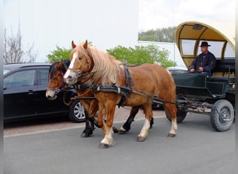 Warmblood polaco Mestizo, Caballo castrado, 5 años, 158 cm, Alazán