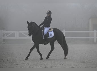 Warmblood polaco, Caballo castrado, 5 años, 160 cm, Negro