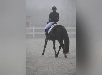 Warmblood polaco, Caballo castrado, 5 años, 160 cm, Negro