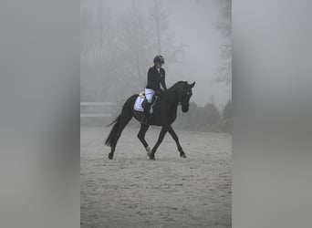 Warmblood polaco, Caballo castrado, 5 años, 160 cm, Negro