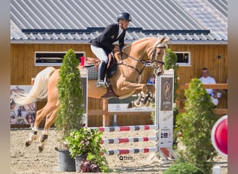 Warmblood polaco, Caballo castrado, 5 años, 164 cm, Palomino