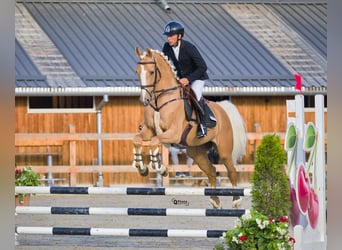 Warmblood polaco, Caballo castrado, 5 años, 164 cm, Palomino