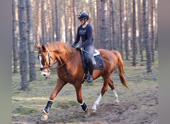 Warmblood polaco, Caballo castrado, 5 años, 165 cm, Alazán