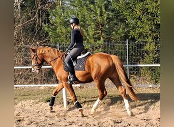 Warmblood polaco, Caballo castrado, 5 años, 165 cm, Alazán