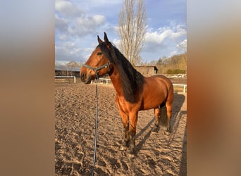 Warmblood polaco, Caballo castrado, 5 años, 168 cm, Castaño