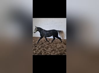 Warmblood polaco, Caballo castrado, 5 años, 168 cm, Tordillo negro