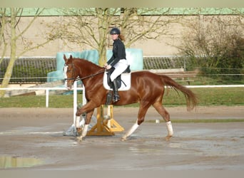 Warmblood polaco, Caballo castrado, 5 años, 169 cm, Alazán