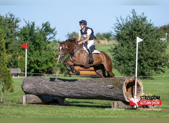 Warmblood polaco, Caballo castrado, 5 años, 170 cm, Alazán-tostado