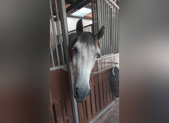 Warmblood polaco, Caballo castrado, 6 años, 154 cm, Porcelana