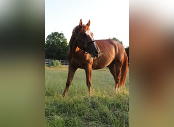 Warmblood polaco, Caballo castrado, 6 años, 158 cm, Alazán