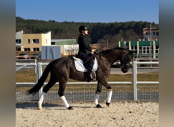 Warmblood polaco, Caballo castrado, 6 años, 160 cm, Negro