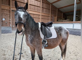 Warmblood polaco, Caballo castrado, 6 años, 162 cm, Atigrado/Moteado