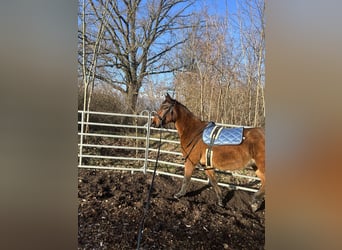 Warmblood polaco, Caballo castrado, 6 años, 164 cm, Castaño