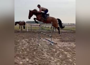 Warmblood polaco, Caballo castrado, 6 años, 168 cm, Castaño