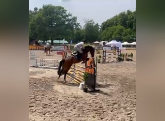 Warmblood polaco, Caballo castrado, 6 años, 168 cm, Castaño