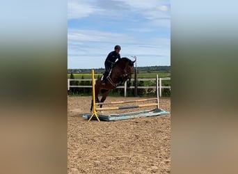 Warmblood polaco, Caballo castrado, 6 años, 168 cm, Castaño