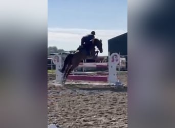 Warmblood polaco, Caballo castrado, 6 años, 168 cm, Castaño