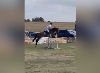 Warmblood polaco, Caballo castrado, 6 años, 168 cm, Castaño