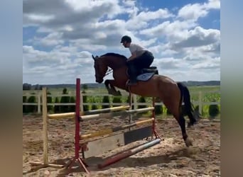 Warmblood polaco, Caballo castrado, 6 años, 168 cm, Castaño