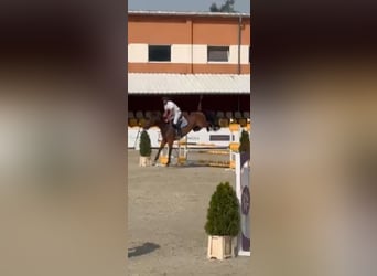 Warmblood polaco, Caballo castrado, 6 años, 168 cm, Castaño