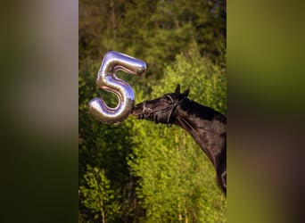 Warmblood polaco, Caballo castrado, 6 años, 169 cm, Negro