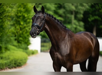 Warmblood polaco, Caballo castrado, 6 años, 170 cm, Negro
