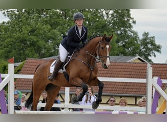 Warmblood polaco, Caballo castrado, 6 años, 171 cm, Castaño