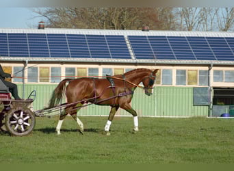 Warmblood polaco, Caballo castrado, 6 años, 173 cm, Alazán