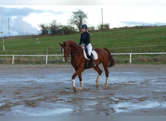 Warmblood polaco, Caballo castrado, 6 años, 173 cm, Alazán