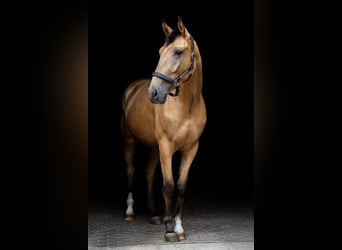 Warmblood polaco, Caballo castrado, 6 años, 173 cm, Buckskin/Bayo