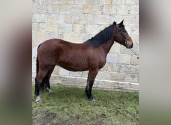 Warmblood polaco, Caballo castrado, 7 años, 158 cm, Castaño