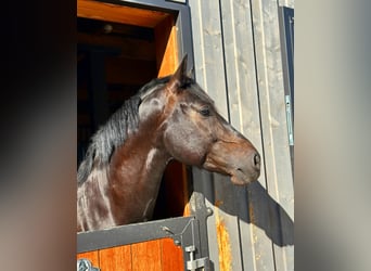 Warmblood polaco, Caballo castrado, 7 años, 160 cm, Castaño oscuro