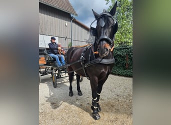 Warmblood polaco, Caballo castrado, 7 años, 160 cm, Castaño oscuro