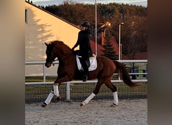 Warmblood polaco, Caballo castrado, 7 años, 162 cm, Alazán