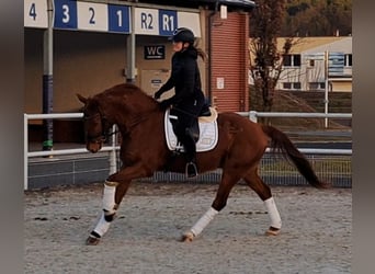 Warmblood polaco, Caballo castrado, 7 años, 162 cm, Alazán