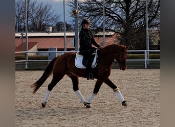 Warmblood polaco, Caballo castrado, 7 años, 162 cm, Alazán